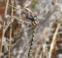 Cordulegaster dorsalis