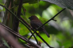 Cyanoloxia cyanoides