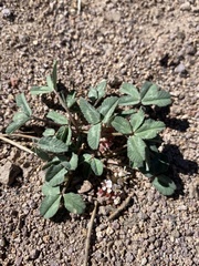 Trifolium gymnocarpon