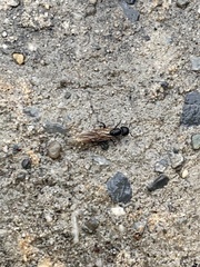 Camponotus pennsylvanicus