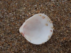 Acrosterigma kerslakae