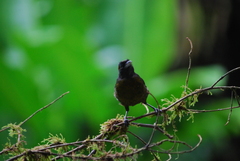 Mitrospingus cassinii