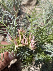 Astragalus tetrapterus