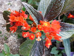 Chrysothemis pulchella