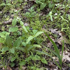 Valerianella chenopodifolia