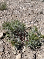 Astragalus tetrapterus
