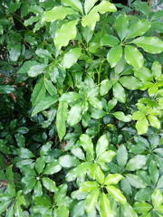 Heptapleurum arboricola