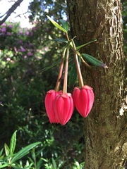 Crinodendron hookerianum