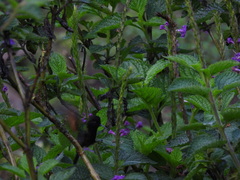 Eupherusa nigriventris