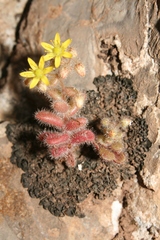Sedum pubescens image