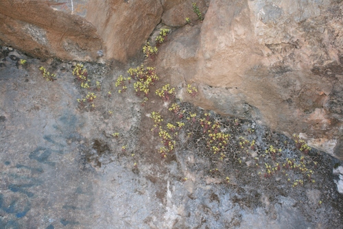 Sedum pubescens image