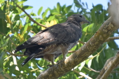 Pernis ptilorhynchus orientalis