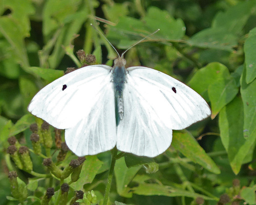 Giant White