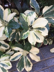 Heptapleurum ellipticum