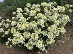 Erysimum concinnum