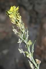 Rhamphospermum pubescens