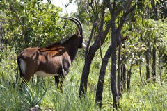 Hippotragus niger kirkii