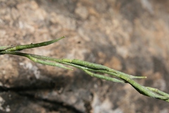 Rhamphospermum pubescens