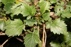 Rhamphospermum pubescens