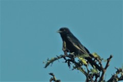 Melaenornis pammelaina