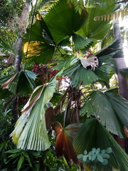 Saribus rotundifolius