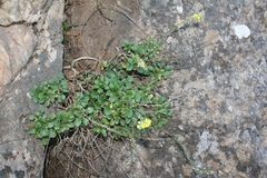 Rhamphospermum pubescens