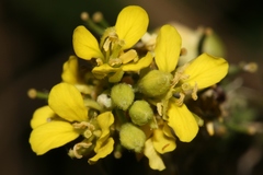Rhamphospermum pubescens