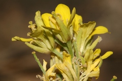 Rhamphospermum pubescens