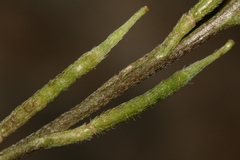 Rhamphospermum pubescens