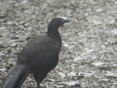 Chamaepetes goudotii