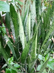 Sansevieria trifasciata