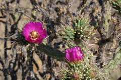 Cylindropuntia imbricata