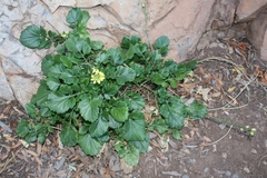 Rhamphospermum pubescens