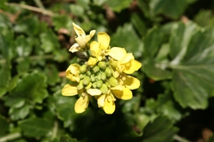 Rhamphospermum pubescens