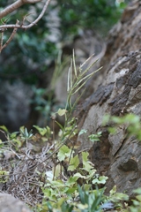 Erysimum cheiri subsp. inexpectans image