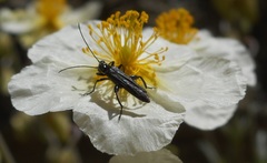 Oedemera atrata