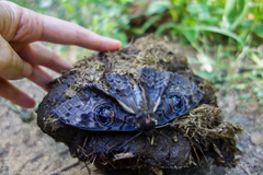 Erebus walkeri