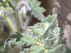 Tupiocoris californicus