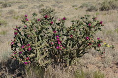 Cylindropuntia imbricata
