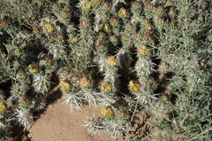 Grusonia clavata