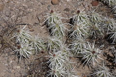 Grusonia clavata