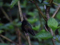 Eupherusa nigriventris