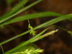 Carex laxiculmis copulata