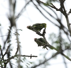 Amazona autumnalis salvini