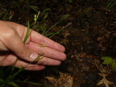 Carex laxiculmis copulata