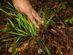 Carex laxiculmis copulata