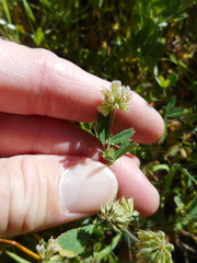 Trifolium bifidum
