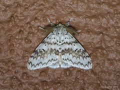 Lymantria brotea lepcha