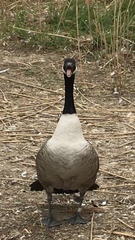 Branta canadensis