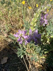 Lupinus microcarpus microcarpus